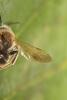 Andrena labialis
